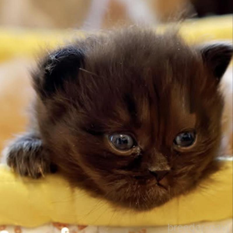 販売中の東京都のスコティッシュストレート-135099