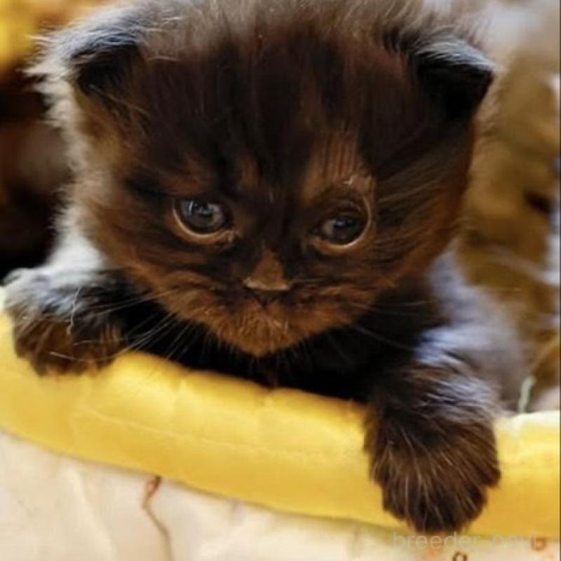 販売中の東京都のスコティッシュストレート-135099の2枚目