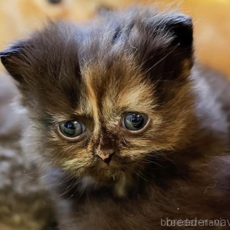 販売中の東京都のスコティッシュストレート-135100