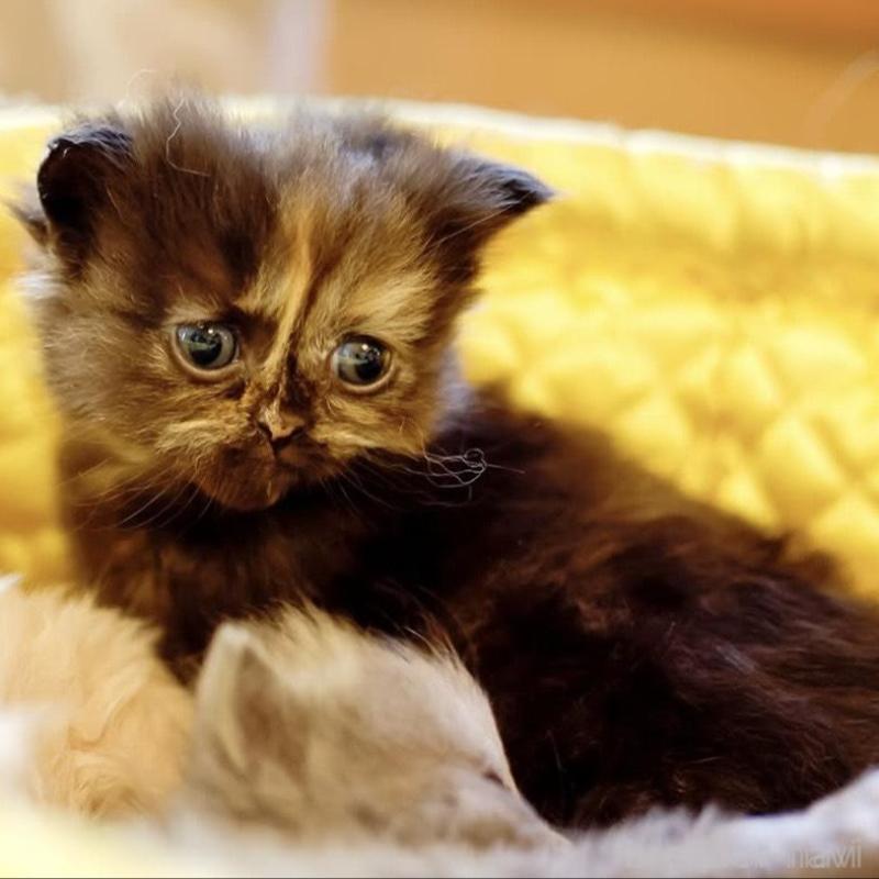 販売中の東京都のスコティッシュストレート-135100の2枚目