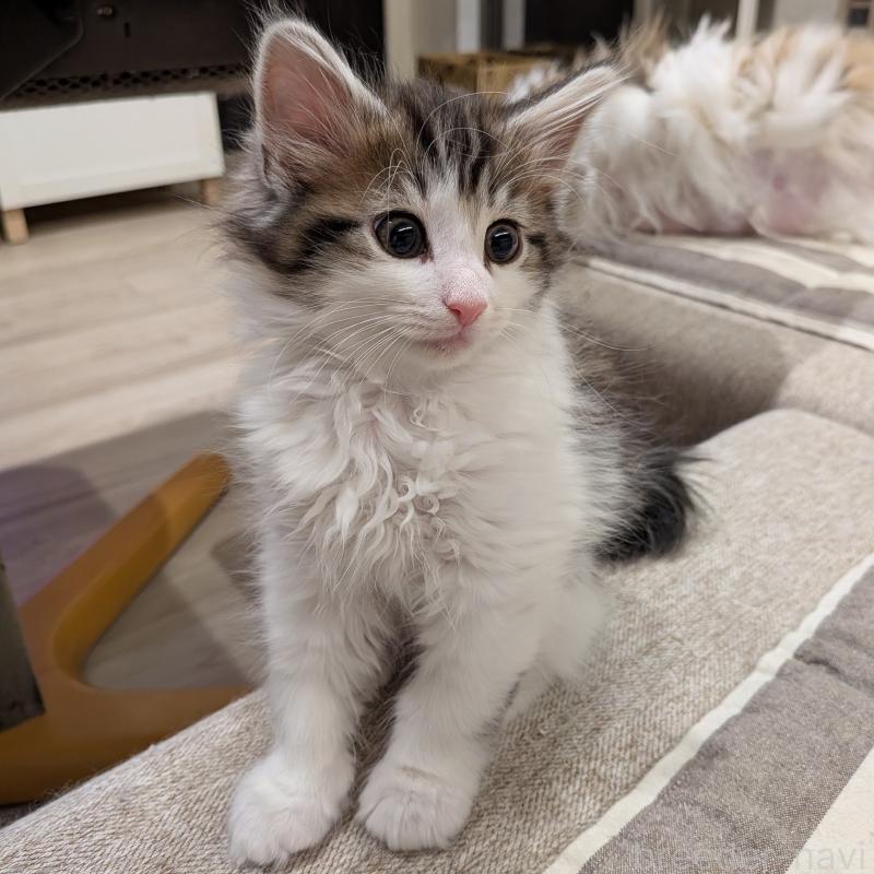 販売中の埼玉県のノルウェージャンフォレストキャット-134169の7枚目