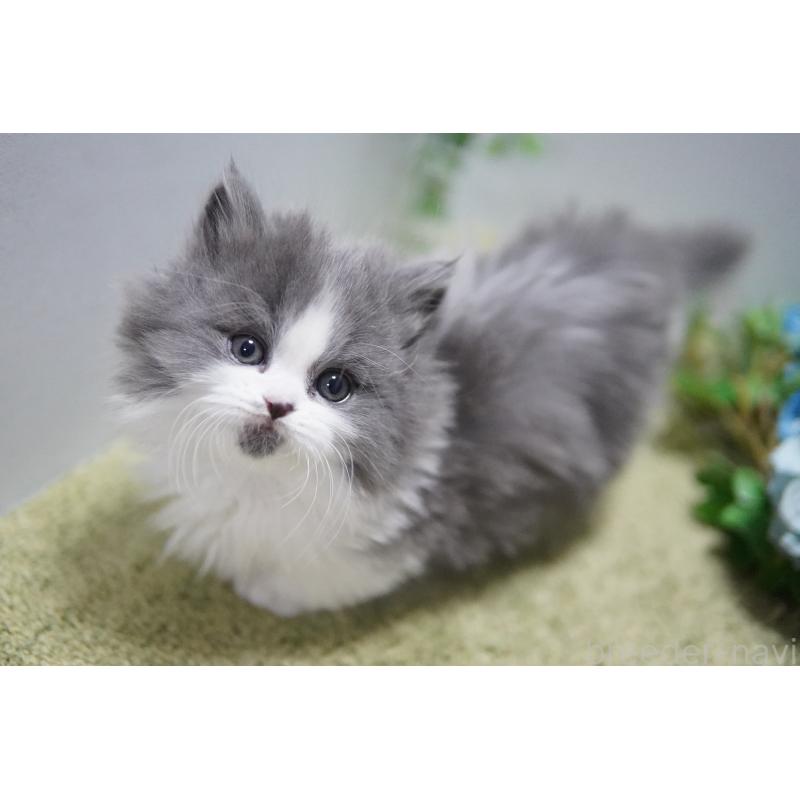 販売中の神奈川県のミヌエット(短足)-133354の4枚目