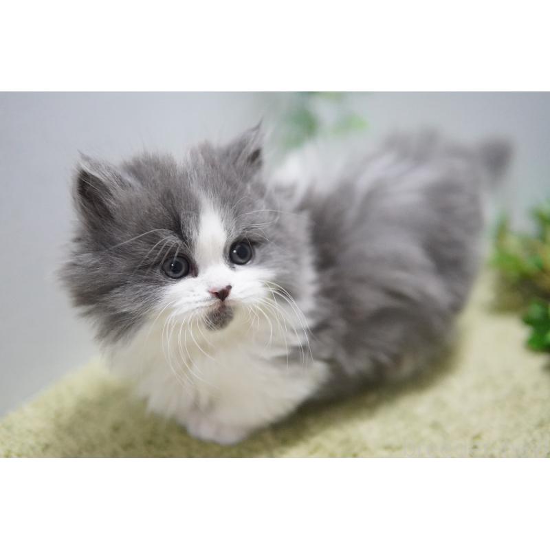 販売中の神奈川県のミヌエット(短足)-133354の3枚目