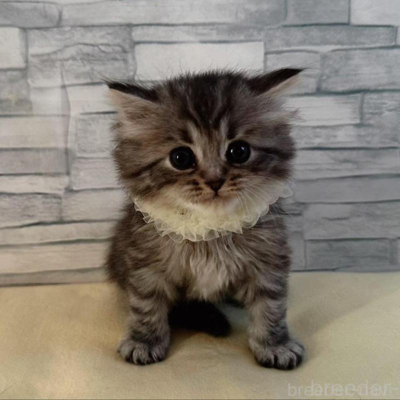 販売中の千葉県のマンチカン-135101の1枚目