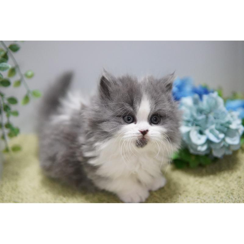 販売中の神奈川県のミヌエット(短足)-133354の2枚目