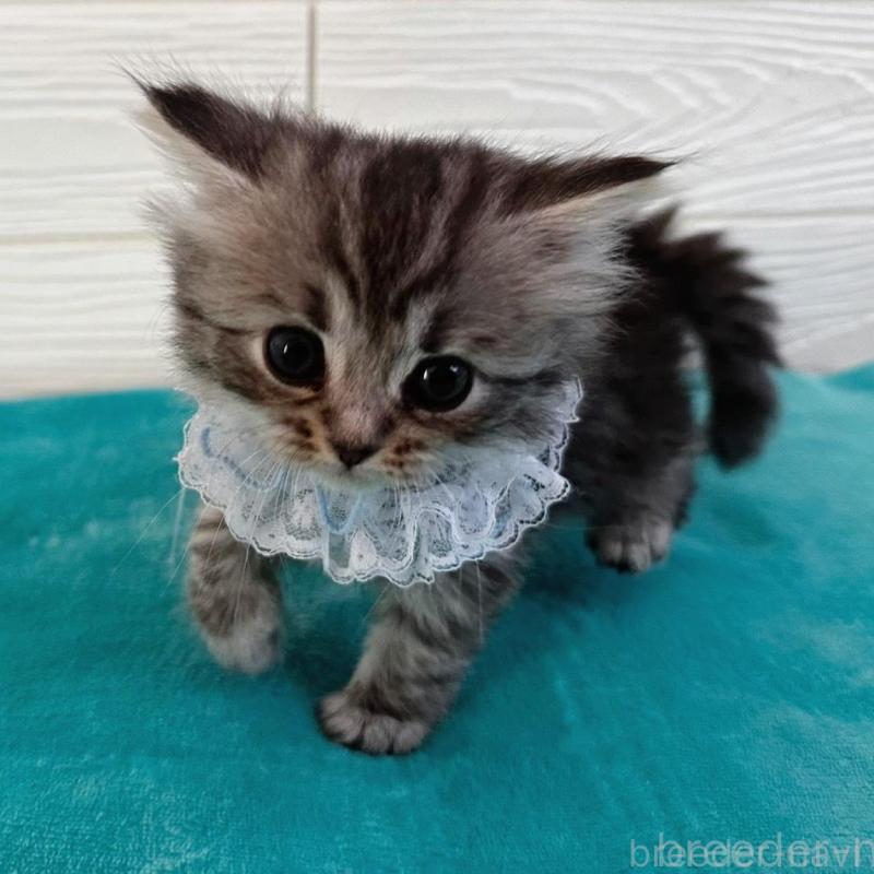 販売中の千葉県のマンチカン-135101の4枚目