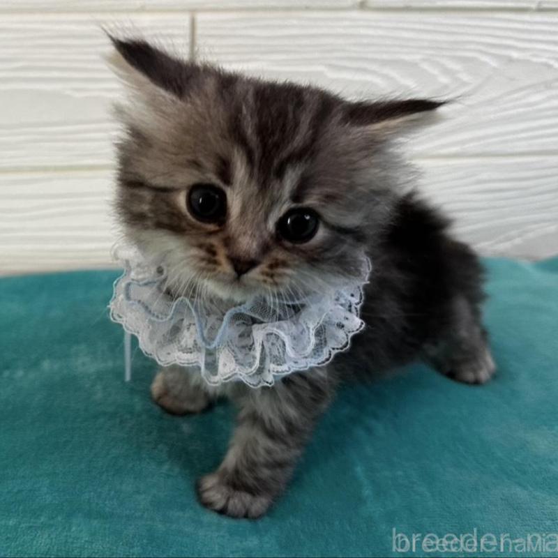 販売中の千葉県のマンチカン-135101の3枚目