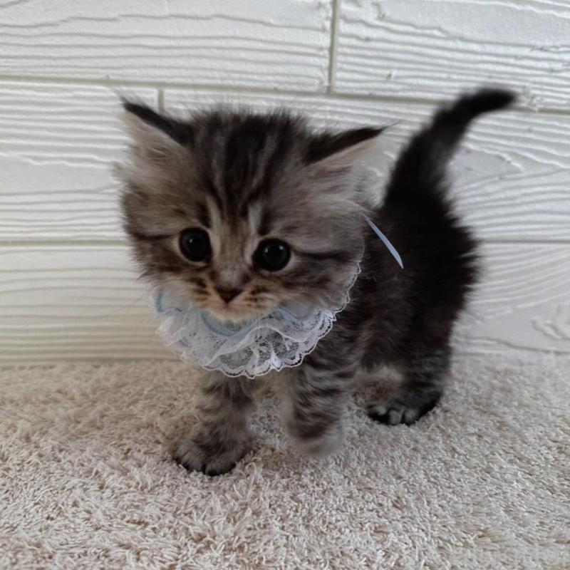 販売中の千葉県のマンチカン-135101の2枚目