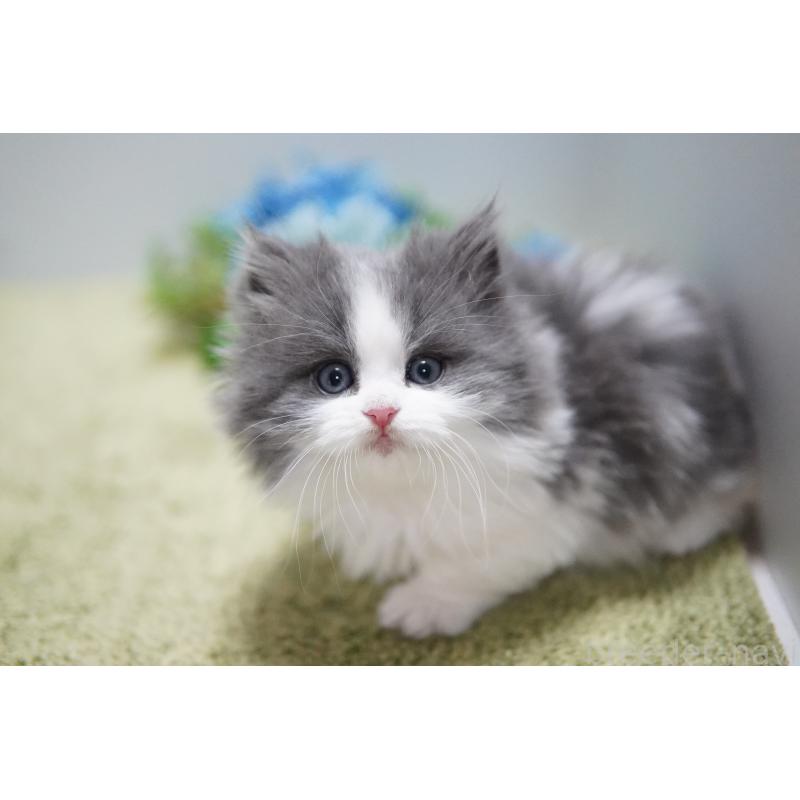 販売中の神奈川県のミヌエット(短足)-133359の5枚目