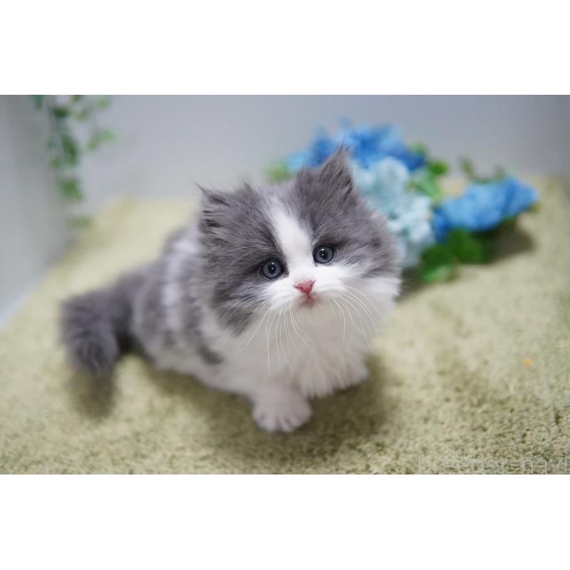 販売中の神奈川県のミヌエット(短足)-133359の4枚目