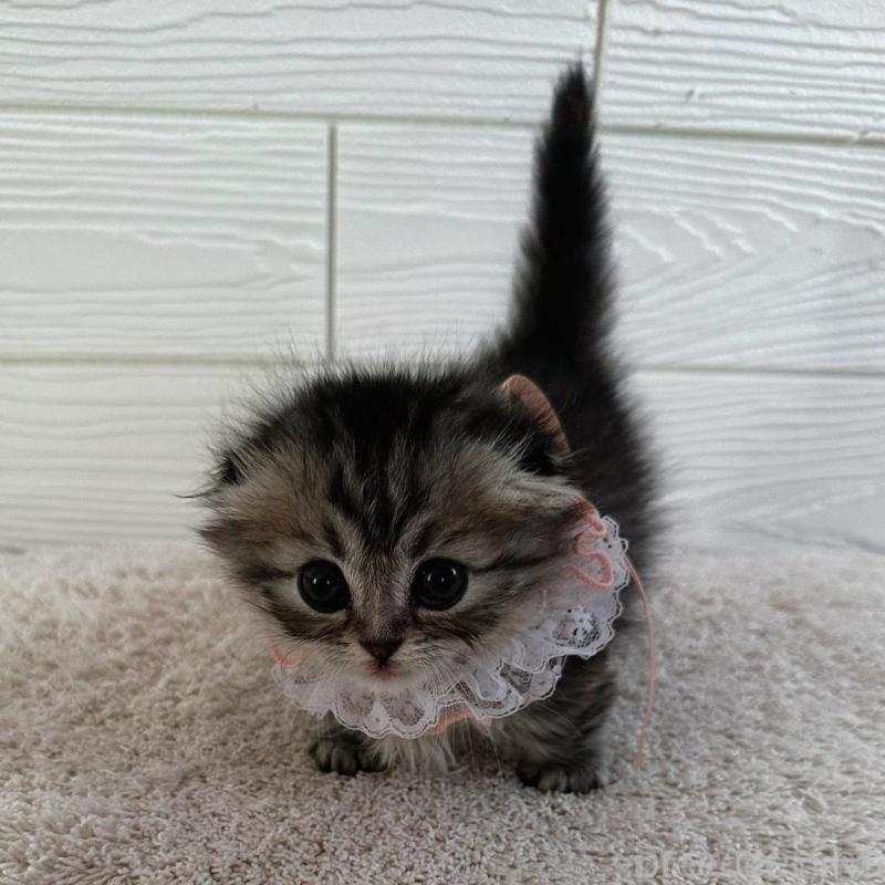 販売中の千葉県のマンチカン(短足)-135102の5枚目