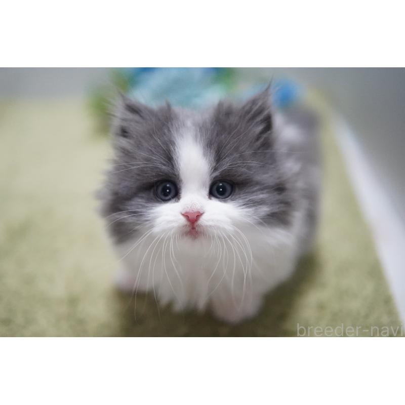 販売中の神奈川県のミヌエット(短足)-133359の3枚目