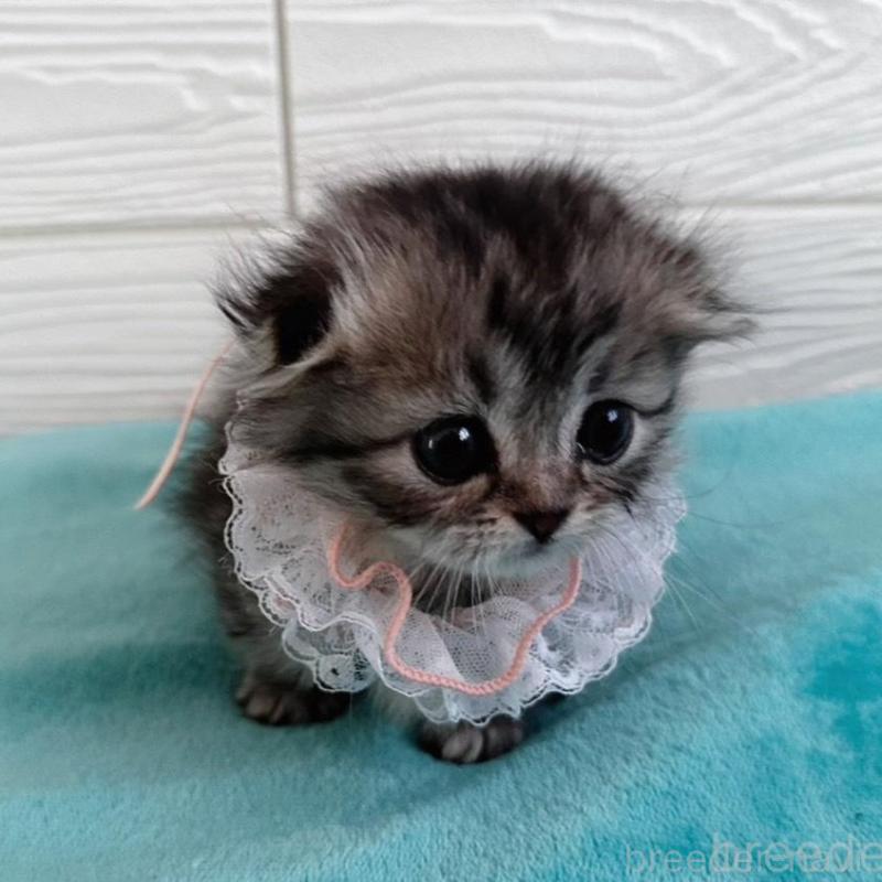 販売中の千葉県のマンチカン(短足)-135102の4枚目