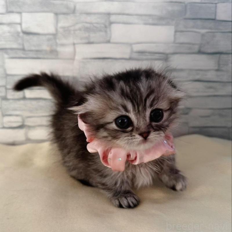 販売中の千葉県のマンチカン(短足)-135102の3枚目