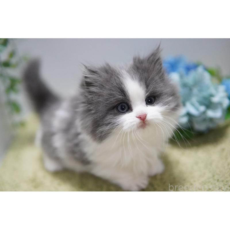 販売中の神奈川県のミヌエット(短足)-133359の2枚目