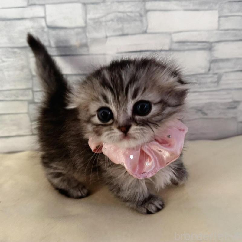 販売中の千葉県のマンチカン(短足)-135102