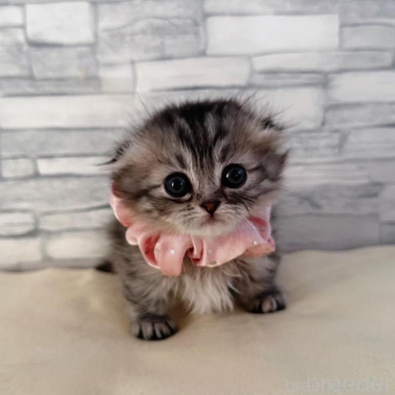 販売中の千葉県のマンチカン(短足)-135102の2枚目