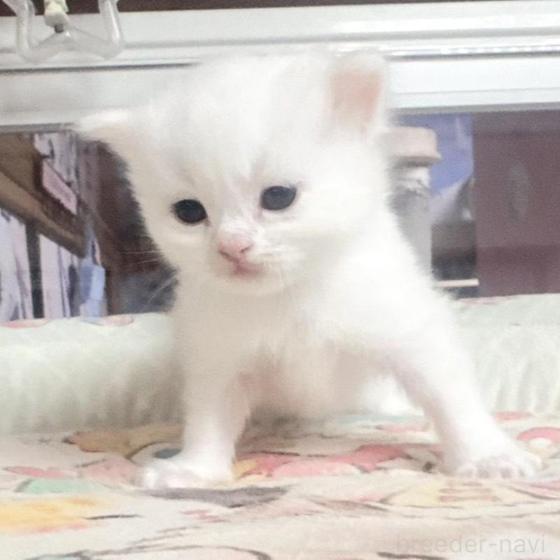 販売中の千葉県のミヌエット-135103の4枚目