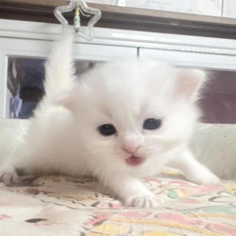 販売中の千葉県のミヌエット-135103の3枚目