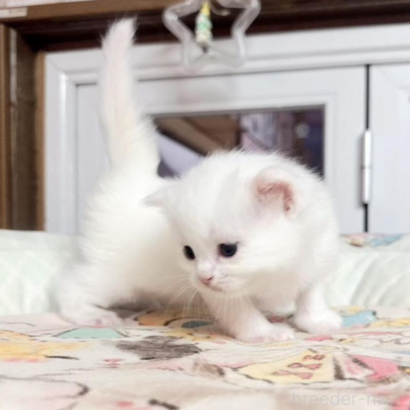 販売中の千葉県のミヌエット-135103の2枚目