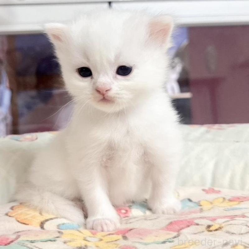 販売中の千葉県のミヌエット-135104の3枚目