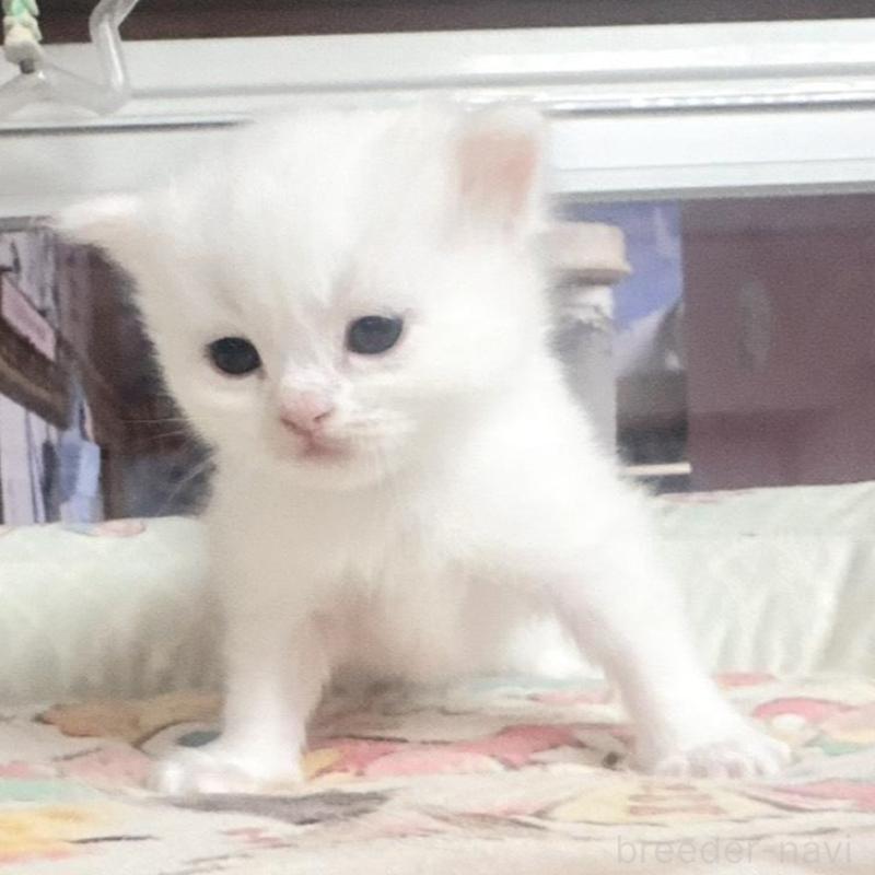 販売中の千葉県のミヌエット-135104の2枚目