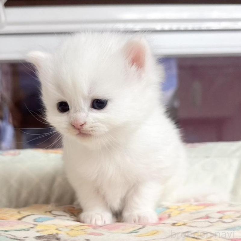 販売中の千葉県のミヌエット-135104