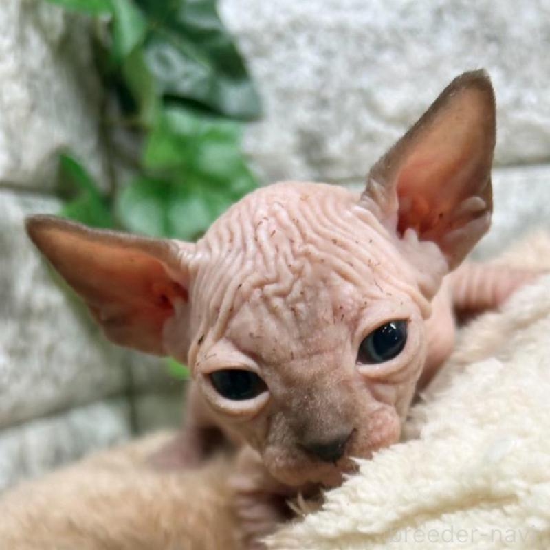 販売中の神奈川県のスフィンクス-135107の5枚目