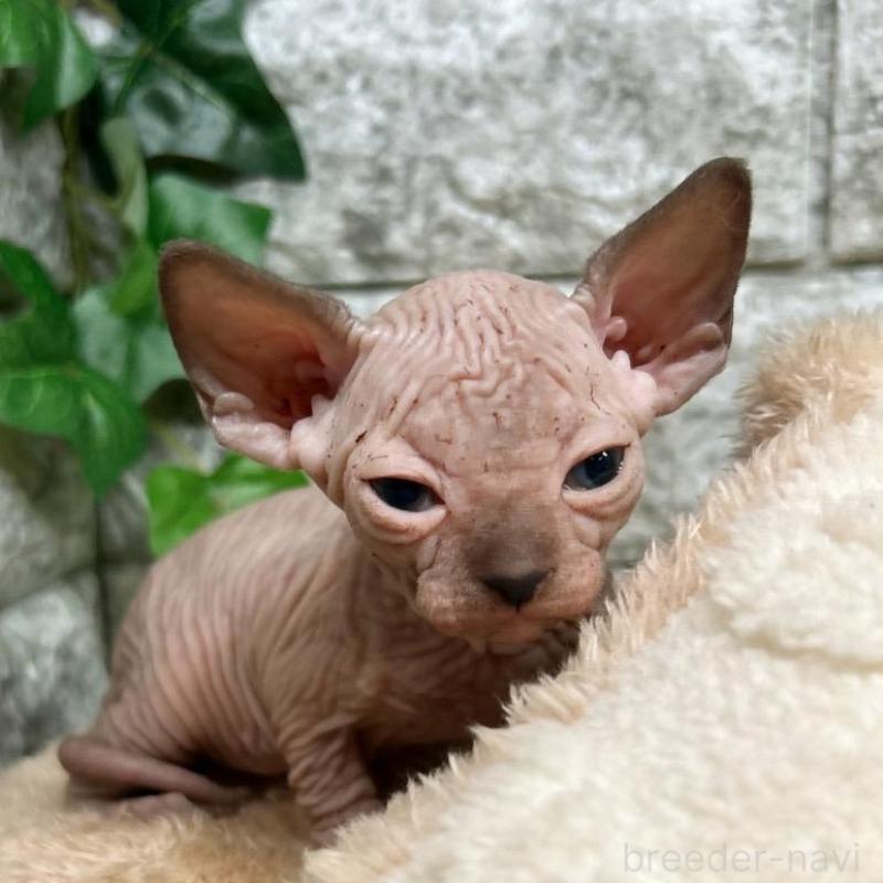 販売中の神奈川県のスフィンクス-135107の3枚目