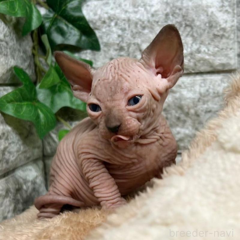 販売中の神奈川県のスフィンクス-135107の2枚目