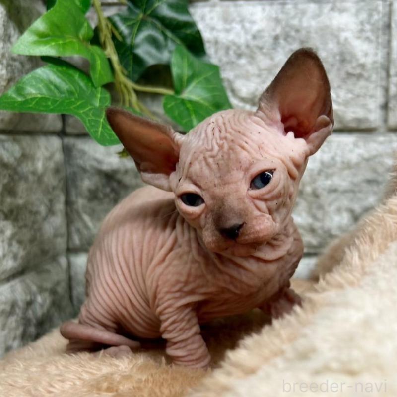 販売中の神奈川県のスフィンクス-135107