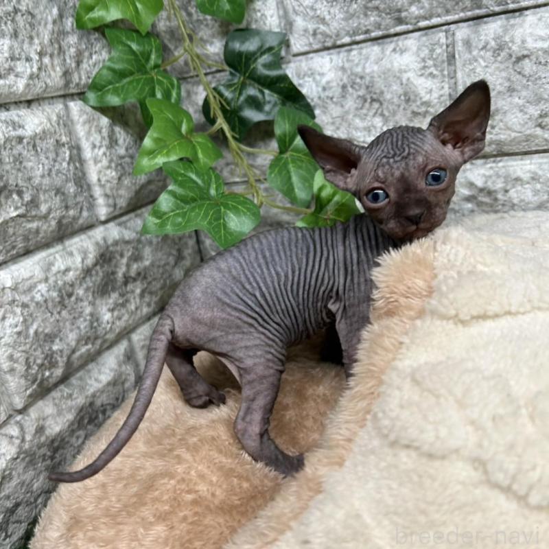 販売中の神奈川県のスフィンクス-135108の5枚目