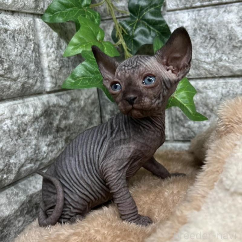 販売中の神奈川県のスフィンクス-135108