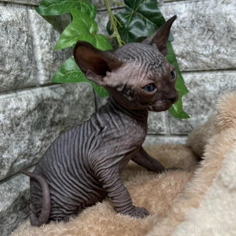 販売中の神奈川県のスフィンクス-135108の4枚目