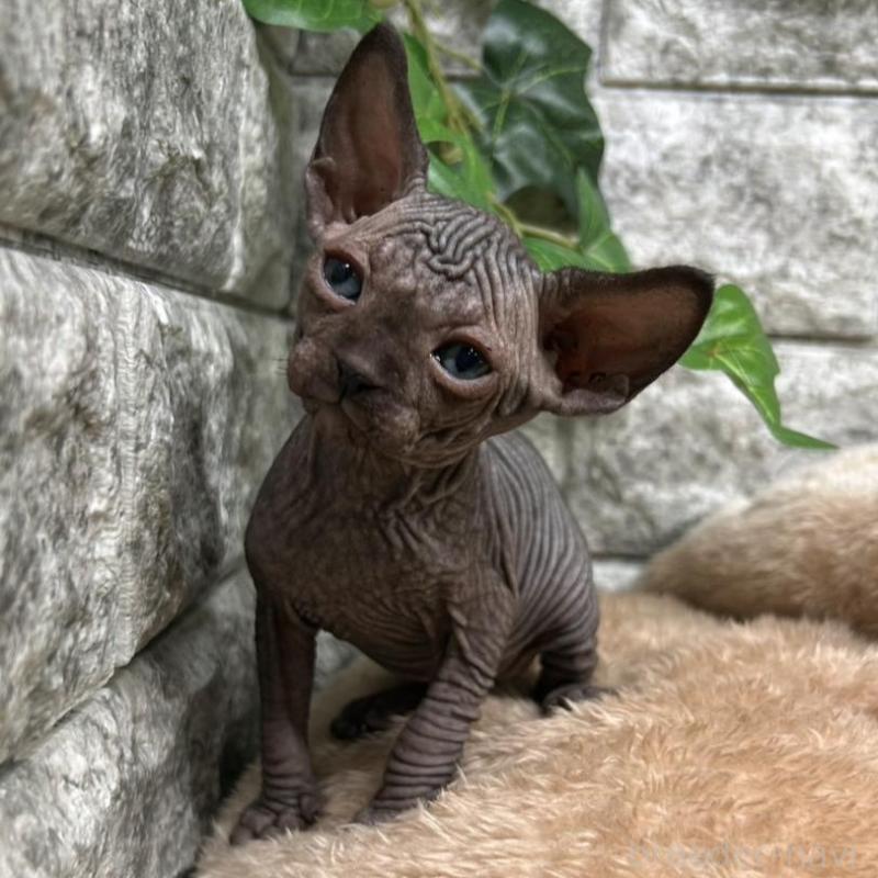 販売中の神奈川県のスフィンクス-135108の3枚目