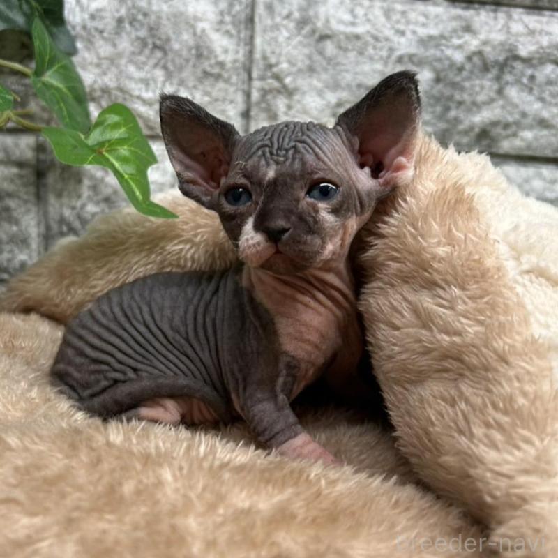 販売中の神奈川県のスフィンクス-135109の5枚目