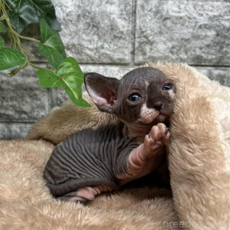 販売中の神奈川県のスフィンクス-135109の4枚目