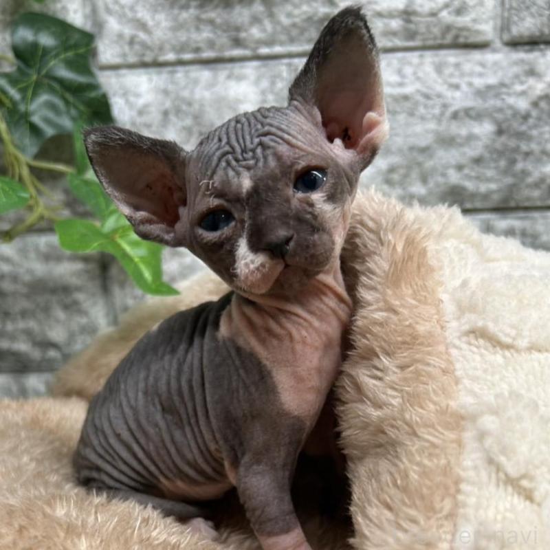 販売中の神奈川県のスフィンクス-135109の1枚目