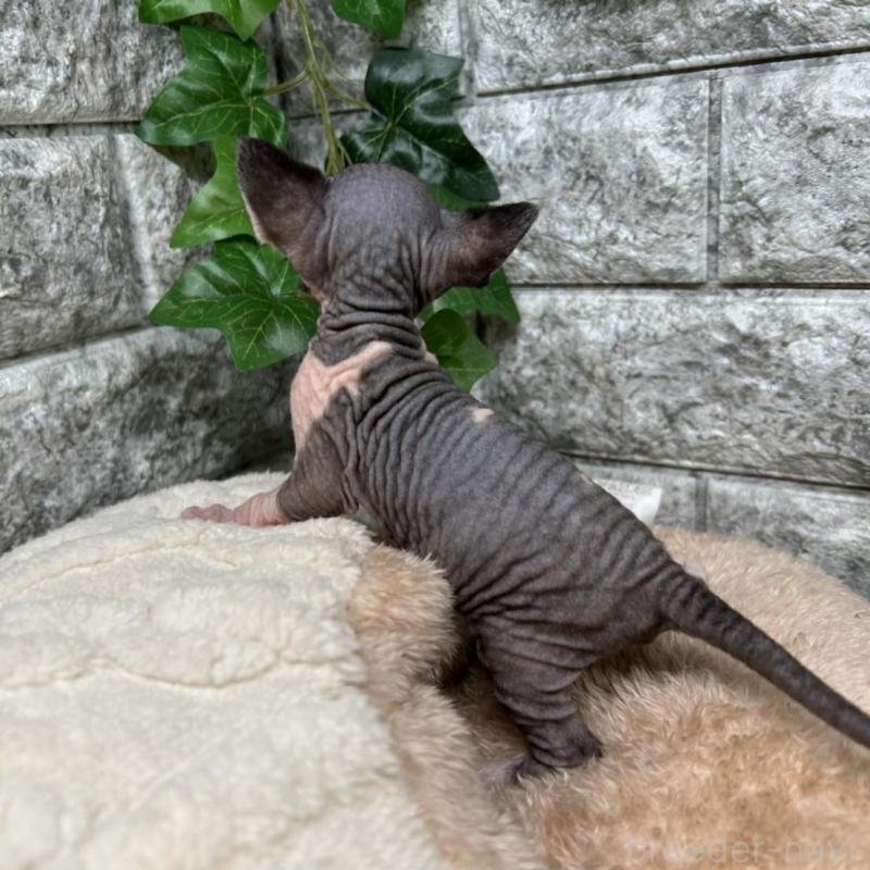 販売中の神奈川県のスフィンクス-135109の3枚目