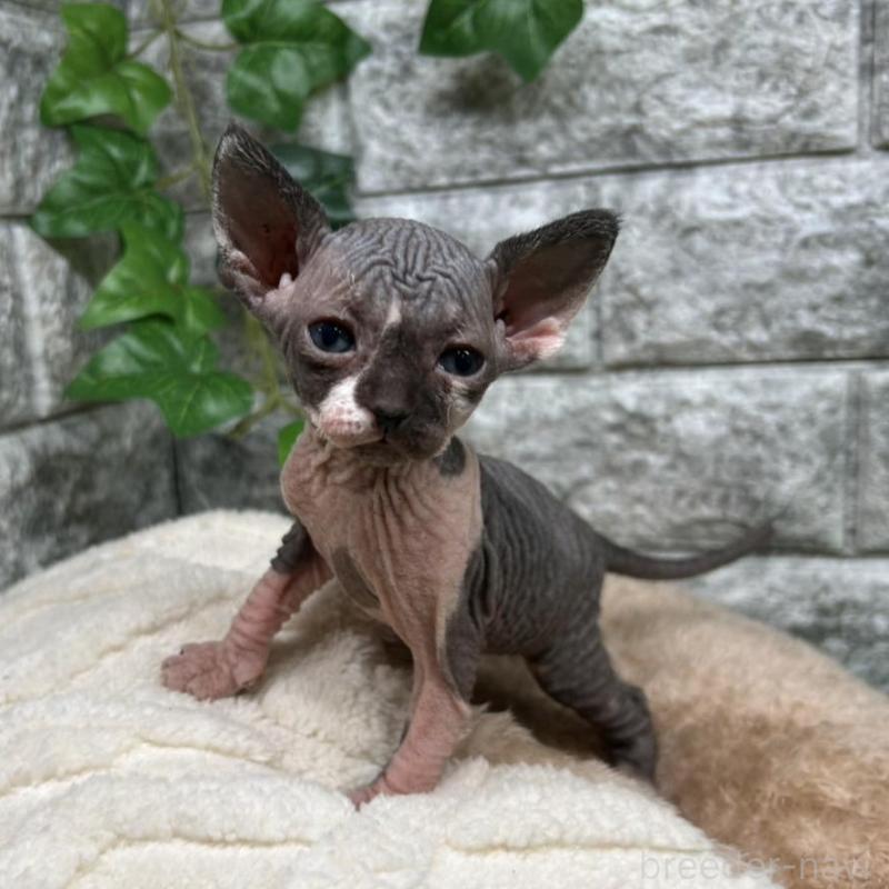 販売中の神奈川県のスフィンクス-135109の2枚目