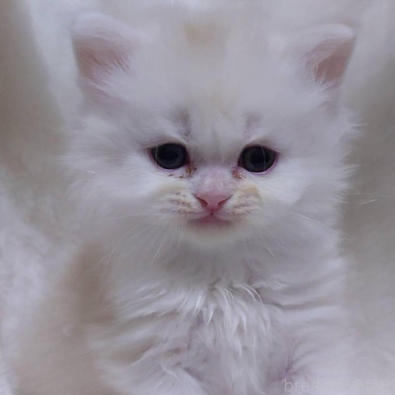 販売中の愛知県のミヌエット-135110の6枚目