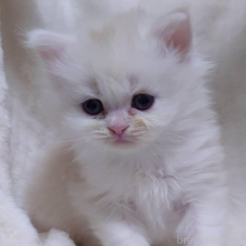 販売中の愛知県のミヌエット-135110の5枚目