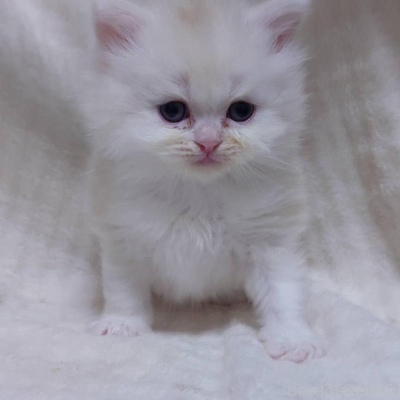 販売中の愛知県のミヌエット-135110の2枚目