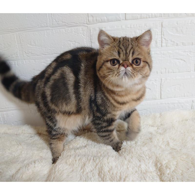 販売中の岡山県のエキゾチックショートヘア-130288の6枚目