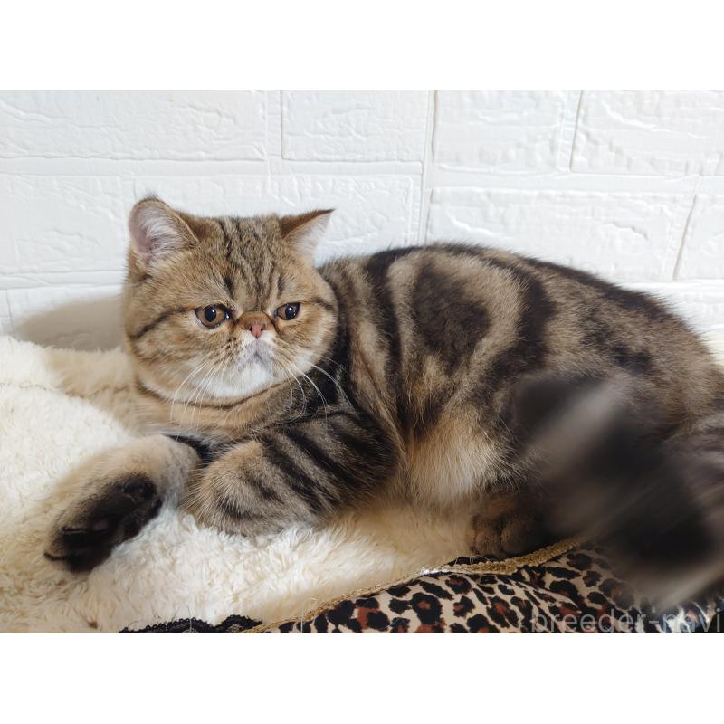 販売中の岡山県のエキゾチックショートヘア-130288の2枚目