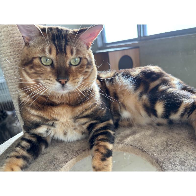 販売中の千葉県のベンガル-111813の1枚目