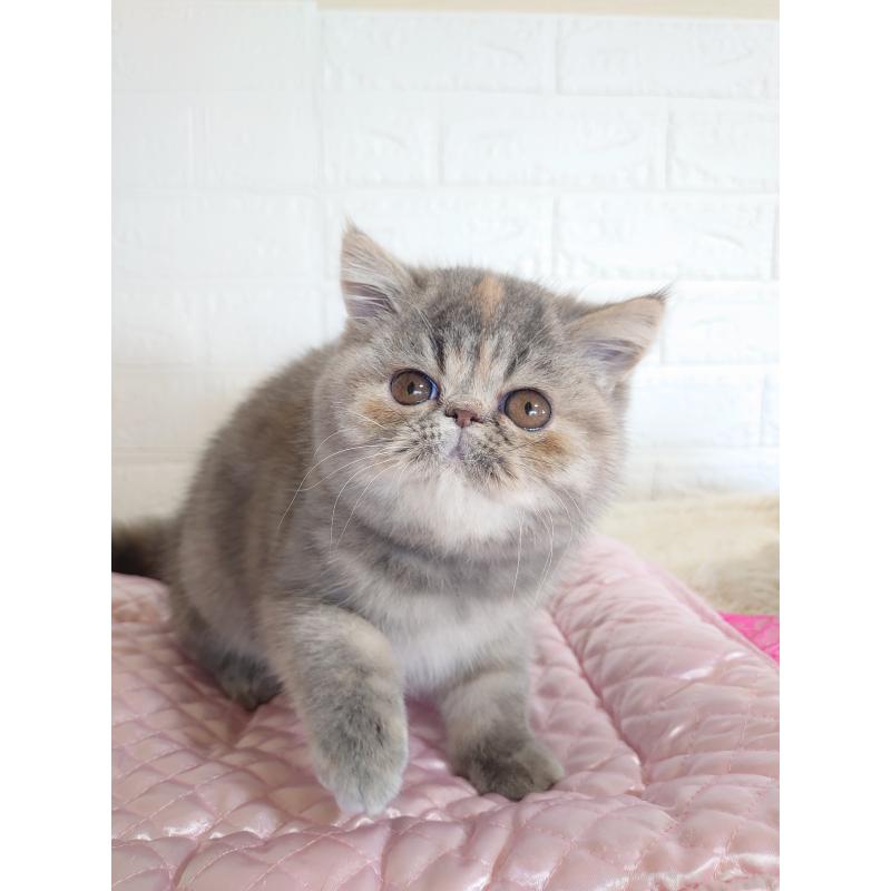 販売中の岡山県のエキゾチックショートヘア-132690の7枚目