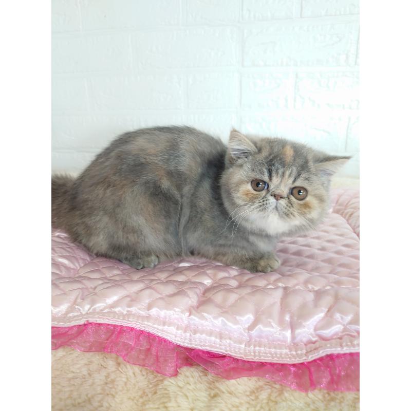 販売中の岡山県のエキゾチックショートヘア-132690の6枚目