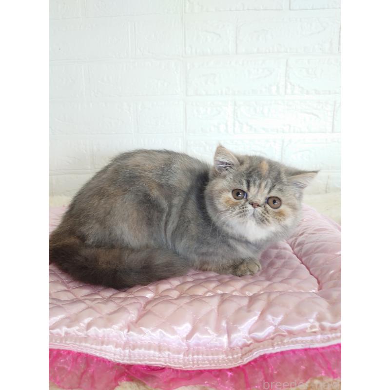 販売中の岡山県のエキゾチックショートヘア-132690の5枚目