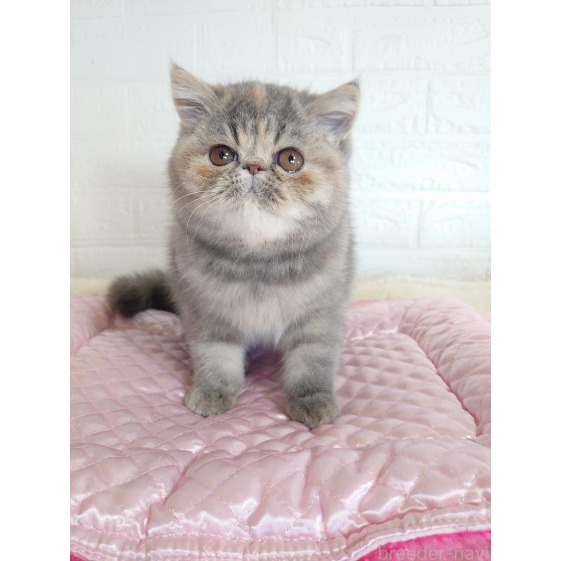 販売中の岡山県のエキゾチックショートヘア-132690の4枚目